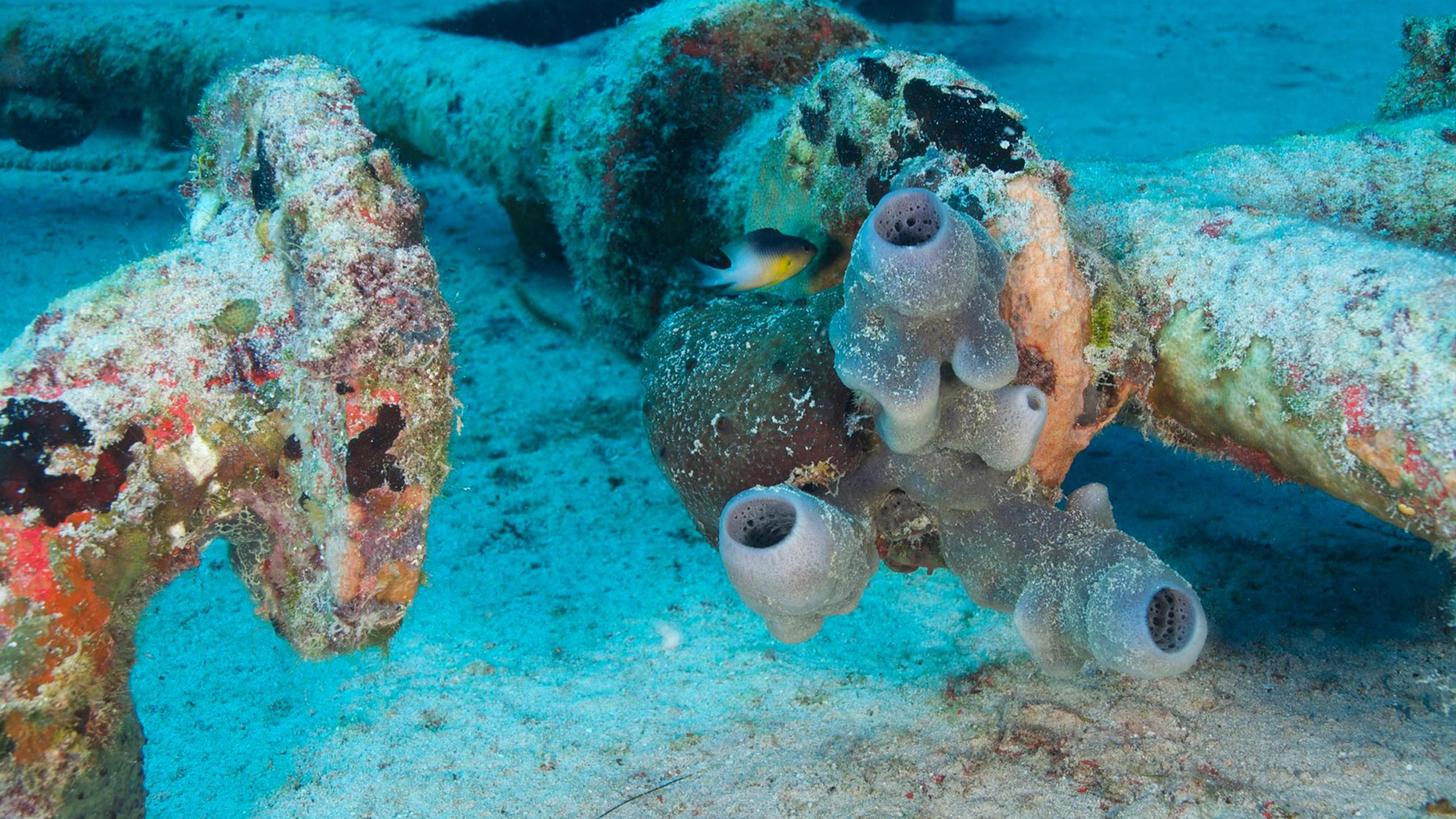 Sponges Oldest Creatures in the Sea?